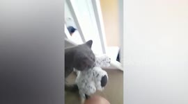 Pets Love Stuffed Animals