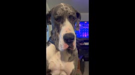 Great Dane's sneaky snack theft