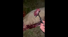 Guy Cooks Deer He Just Hit on the Side of the Road