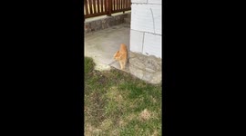 Orange Cat Makes Strange Noises