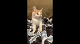 Kitten Wears a Tiny Sombrero