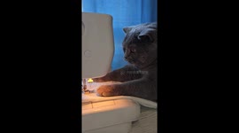 Cat Seamstress Is in High Demand