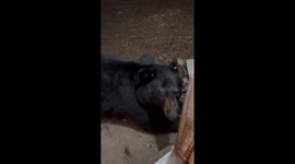 Mischievous black bear steals US homeowner's broom