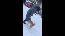 Snowy mishap: friend slips and falls on playful puppy