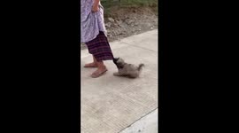 Clingy puppy bites onto mummy's trousers