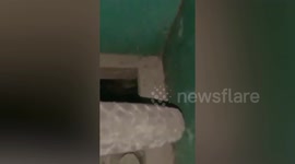 Residents alarmed as giant python appears to crush stray dog under house