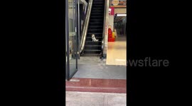Smart dog skillfully rides elevator alone in mall