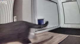 Rescued cat caught on camera bringing random bits of rubbish into home