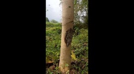 Hundreds of caterpillars make nests in trees