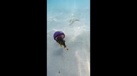 Fish hides inside tiny jellyfish