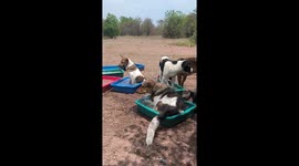 Stray dogs enjoy ice bath in plastic basins to cool off