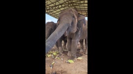 Gruesome moment leech is removed from female elephant