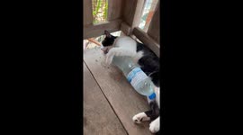 Cat cuddles bottle of water to cool off