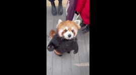 Adorable red panda interacts with zoo visitors
