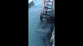 Guardian of the surf: Determined sea lion thwarts a boy's ocean dip