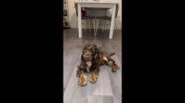 Myla the Cocker Spaniel Misplaces Ice Cube