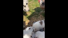 Chicken Tries Feeding Pyrenees Puppies