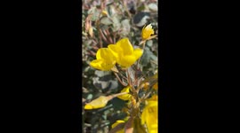Wildflowers in Death Valley National Park, California: Spring Bloom