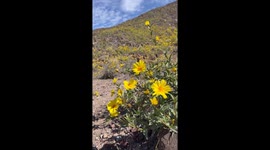 Spring Bloom of Wildflowers in Death Valley National Park, California