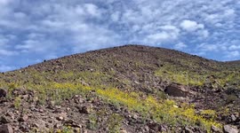 Death Valley National Park Wildflower Bloom in Spring in California