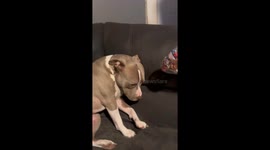 Who Ate All the Hamburger Buns?