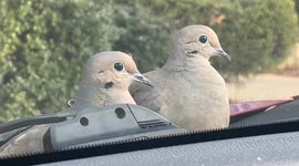 'I thought they were stuffed animals!' Birds remain perched on car despite motorist's fast driving
