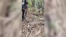 Forest Officials rescue cobra from village in western India