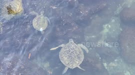 River Ballet: Grateful Turtles Gliding Through Serene Waters