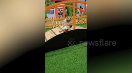 Shih Tzu blocks bridge at doggy playground to rest