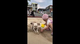 Pet dog excitedly digs sand with little girl