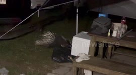 Wild porcupine eats from trash bag outside tent