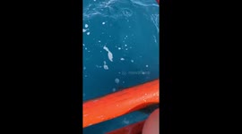 Angler releases endangered sea turtle tangled in line