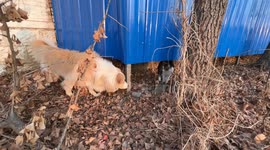 Dramatic dog flees cat's 'attack'