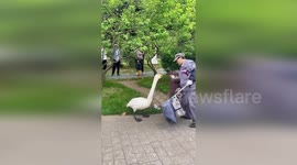 Loud goose chastises cleaning lady that swept away its dinner