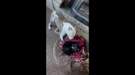 Dog desperately tries to remove much smaller cat from its bed