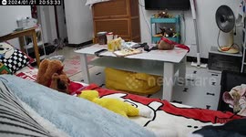 China: Golden Retriever's clothes mishap causes cabinet wreckage in Sichuan