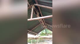 Huge 14ft python caught in roof of duck coop