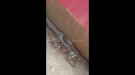 Man Helps Raccoon Stuck Under Dumpster