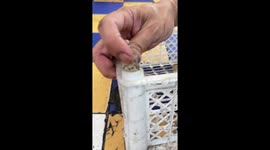 Baby monitor lizard stuck in plastic tray hole rescued