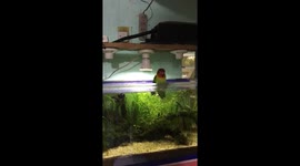 Pet bird dips in aquarium on hot day