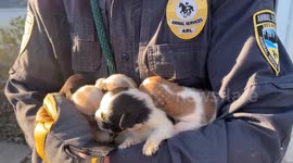 60 live animals rescued from filthy home