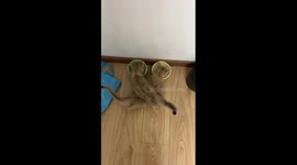 Cats eat meals with bodies entwined in heart shape