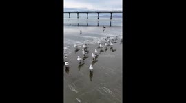 Beachgoer teases seagulls with chip in his hand