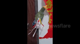 China: Parrot fashions its own