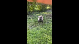 Muddy paws: Bulldogs make a splash in playful puddle romp