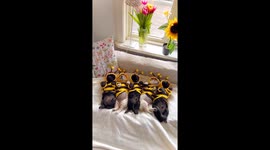 Buzz-worthy nap time: Goldendoodle pups snooze in sweet bee pajamas