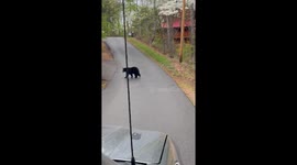 Adorable encounter: Mama ear and cubs frolic in Gatlinburg
