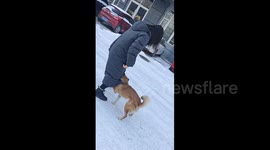 China: friend slips and falls on playful puppy in Hebei