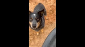 Sissy the Water-Obsessed Dog on Duty