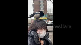 China: Magpie attacks girl's hair in surprising encounter on Shenyang Street